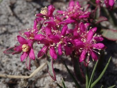 Aizoon paniculatum