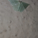Hemitheini