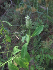 Sphenoclea zeylanica
