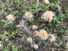 Carlina vulgaris