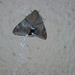 Achaea janata
