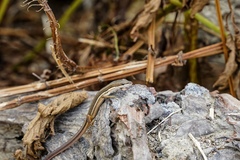 Takydromus stejnegeri