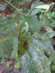 Liriomyza eupatoriana