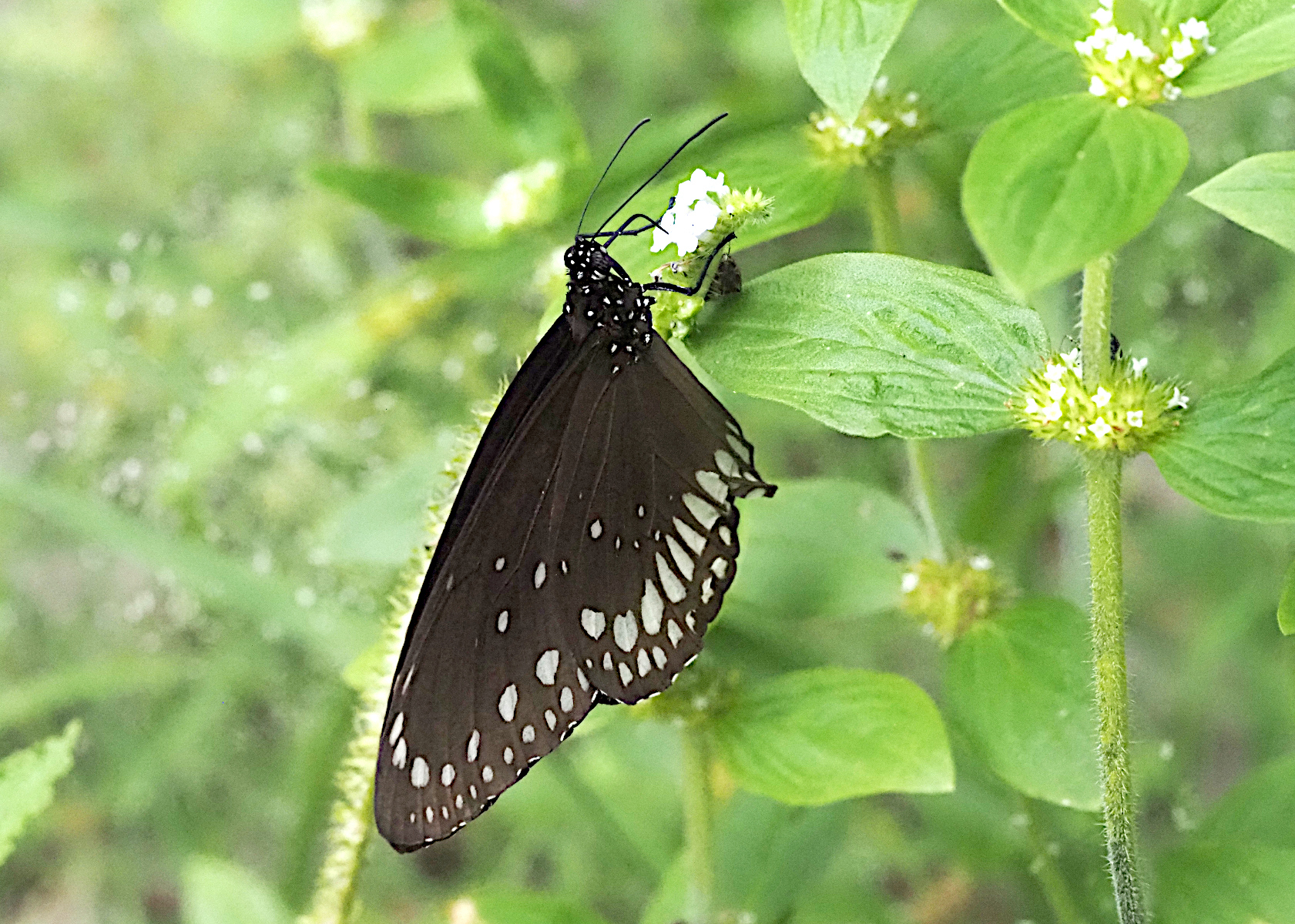 Common Crow