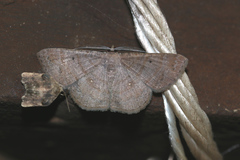 Parilexia nicetaria