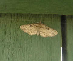Eupithecia mutata