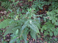 Liriomyza eupatoriana