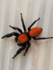 Phidippus cardinalis