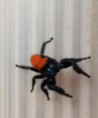 Phidippus cardinalis