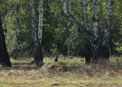 Marmota kastschenkoi