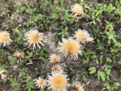 Carlina vulgaris