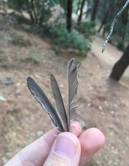 Phylloscopus trochilus acredula