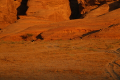 Struthio camelus camelus