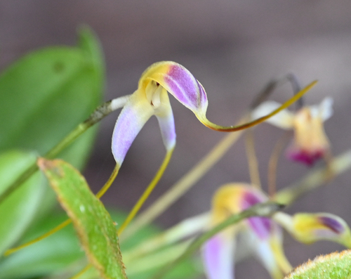 Masdevallia estradae, photograph 1