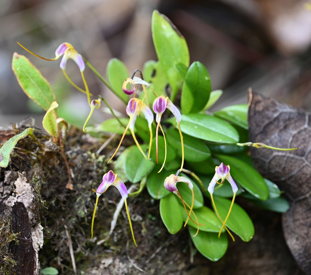 Masdevallia estradae