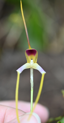 Masdevallia estradae, photograph 2