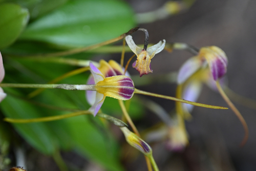 Masdevallia estradae, photograph 3