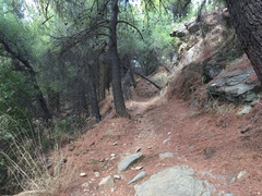 Phylloscopus trochilus acredula