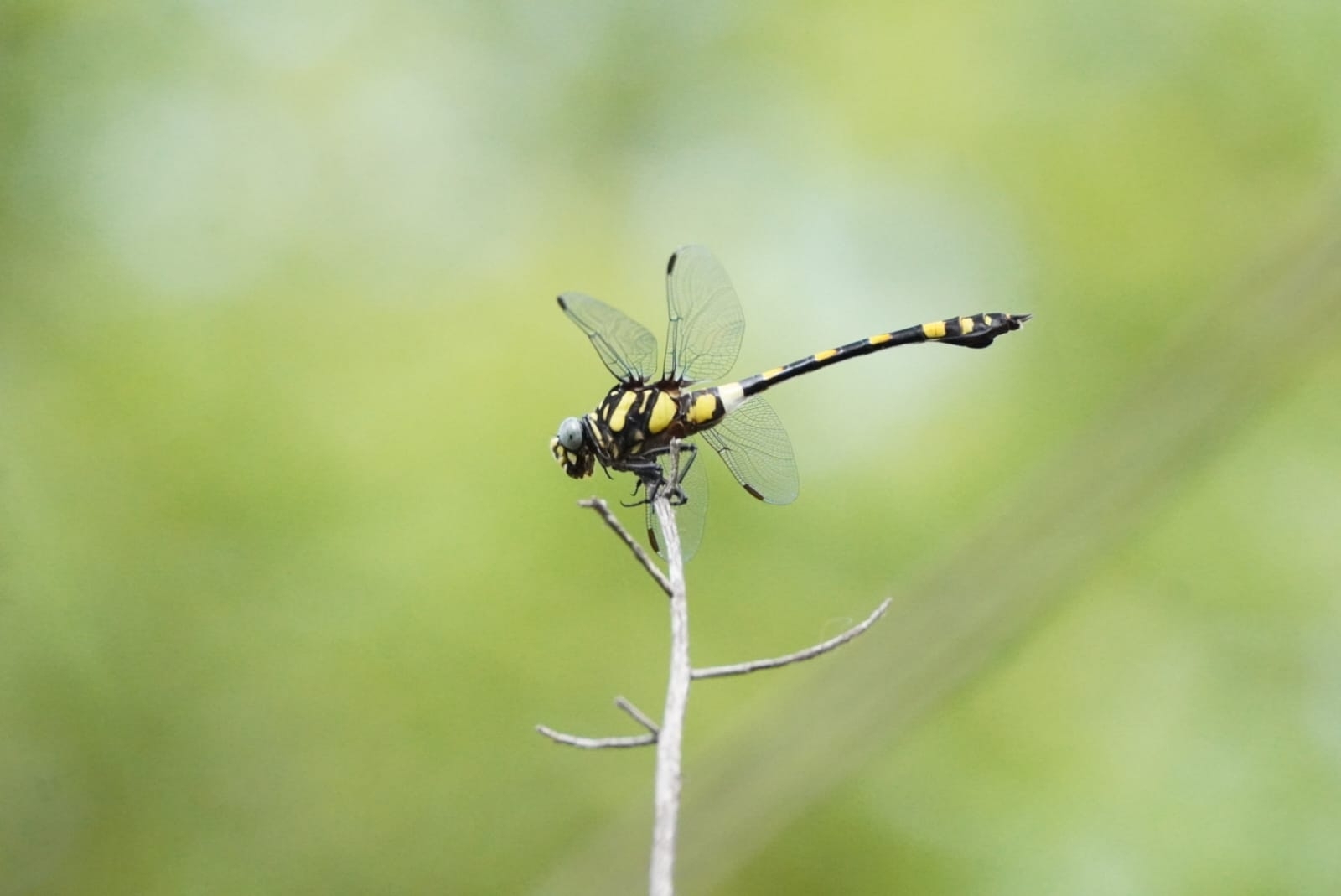 Indian Common Clubtail
