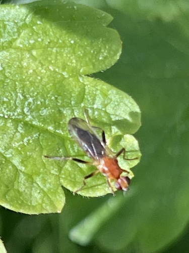 iNaturalist observation photo of Clusia