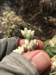 Pseudognaphalium leucocephalum