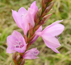 Watsonia marginata