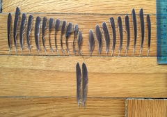 Phylloscopus trochilus acredula