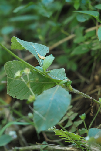Elephantopus mollis observed 2025-06-23