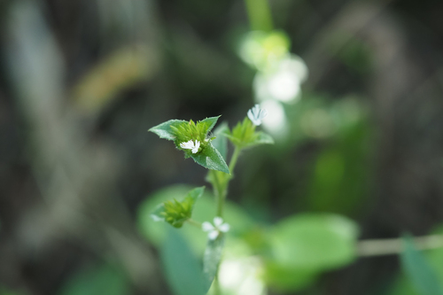 Elephantopus mollis observed 2025-06-23