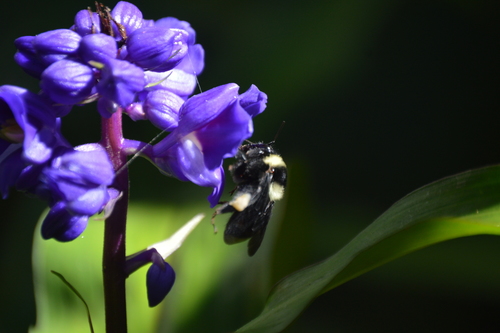 Middle-striped Bumble Bee