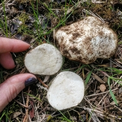 Handkea fumosa