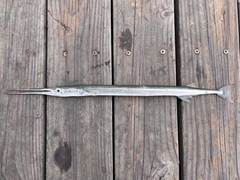 California Needlefish photo 1