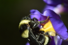 Bombus medius