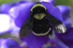 Bombus medius