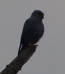 Falco ardosiaceus