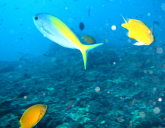 Chromis analis