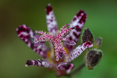 Tricyrtis hirta