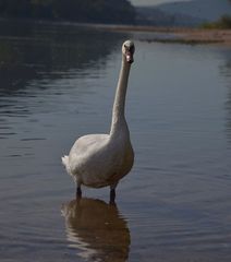 Cygnus olor