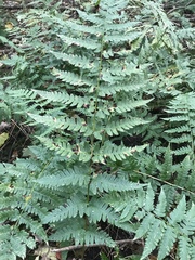 Dryopteris clintoniana