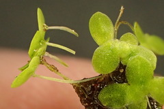 Lemna minuta