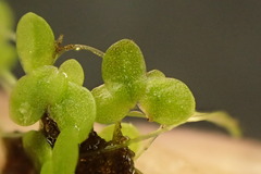Lemna minuta