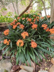 Clivia miniata miniata