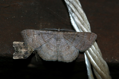 Parilexia nicetaria