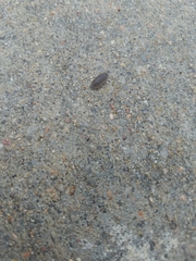 Armadillidium nasatum