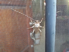 Gnaphalodes trachyderoides