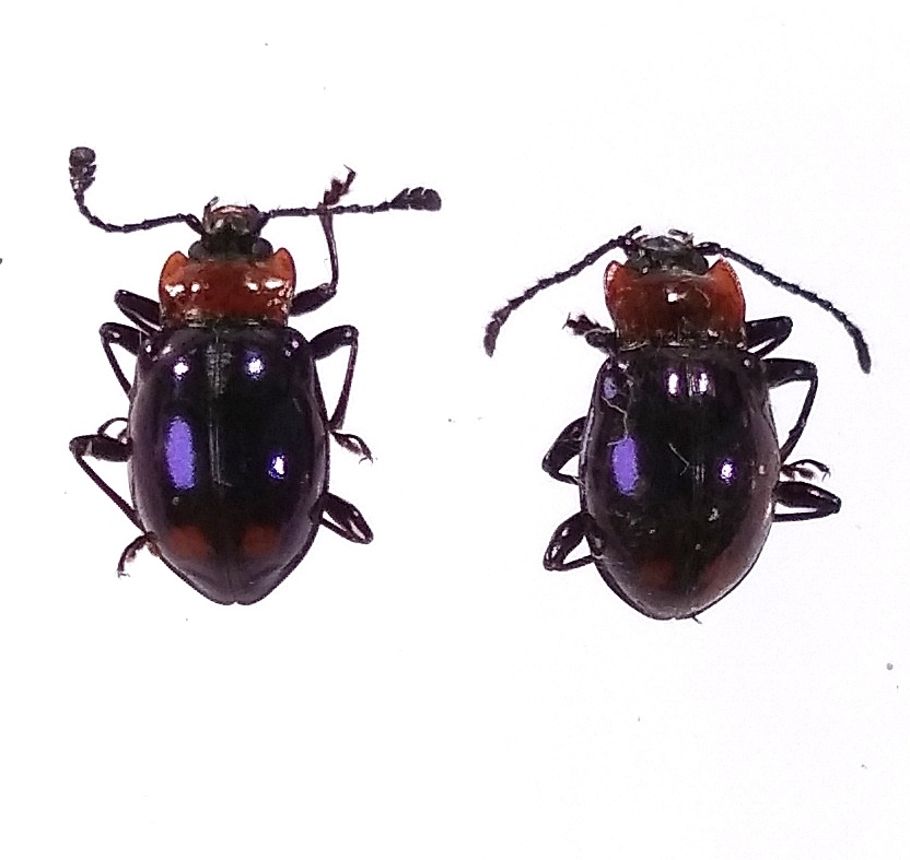 Encymon bipustulatus
