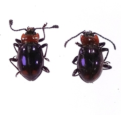 Encymon bipustulatus