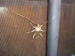 Gnaphalodes trachyderoides