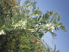 Vicia pannonica