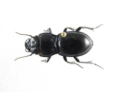 Pasimachus elongatus